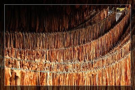 煙草企業發展 煙草企業發展